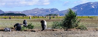 Falklandseyjar