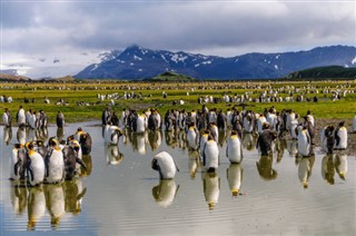 Falklandsøyene