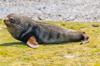 Falklandsöarna