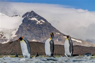 Falklandsøerne