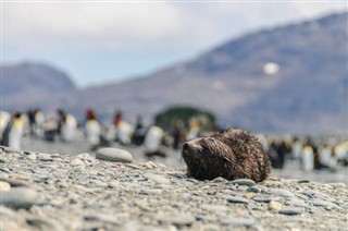 Falklandsöarna