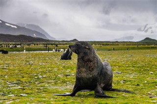 Falklandseyjar