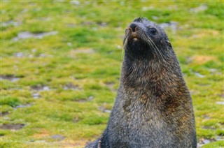 Falklandsøerne