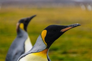 Falklandsøyene