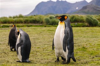 Falklandsöarna