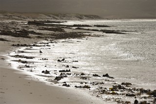 福克蘭群島