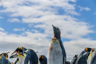 Falklandseyjar