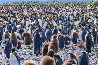 Falklandsøyene