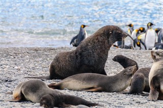 Falklandsöarna