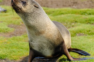 Falklandsöarna