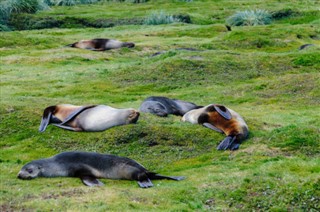 Falklandsøerne