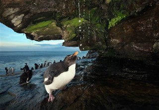 Falklandsöarna