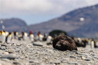 Falklandsöarna