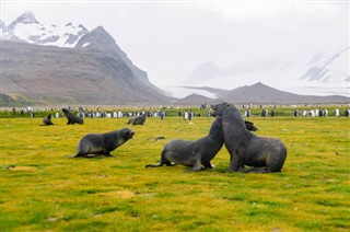 Falklandsøerne