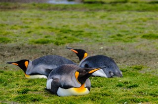 Falklandsøerne