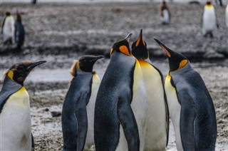 Falklandsøerne