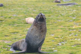 Falklandsöarna