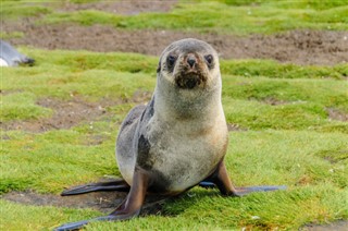 Falklandsøerne
