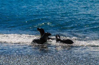 Falklandsøerne