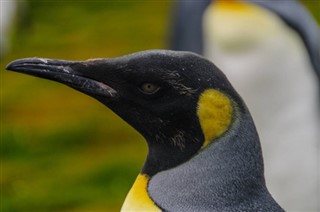 Falklandseyjar