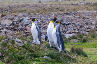 Falklandsøerne