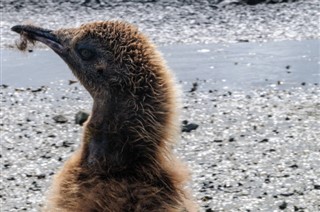 Falklandsøerne