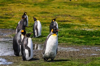 Falklandsøerne