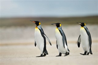 Falklandsøerne