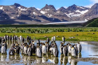 Falklandsøerne