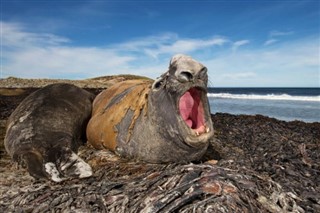 Falklandsøerne