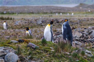 Falklandsöarna