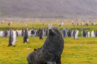 Falklandsøerne