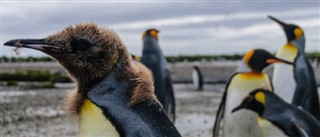 Falklandsøerne