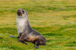 Falklandsøerne