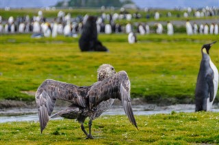 Falklandsøerne