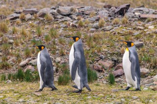 Falklandsøerne