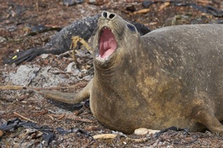 フォークランド諸島