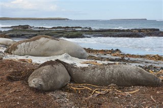 Falklandinsaaret