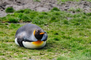 Falklandy