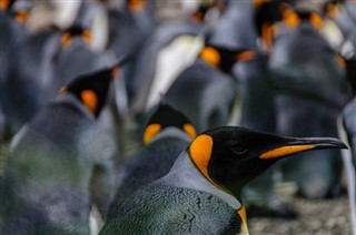 Falklandsøerne