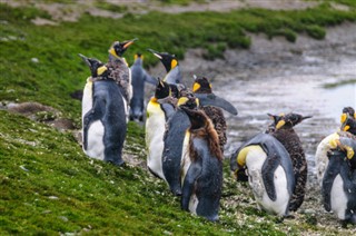 Falklandsøerne