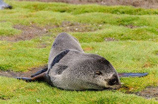 Falklandsøerne