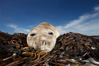 Falklandsöarna