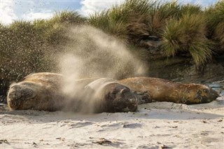 Falklandsøyene