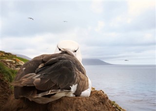 Falklandsøerne