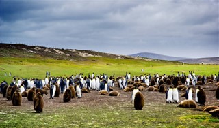 Falklandinsaaret