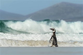 Falklandsøyene