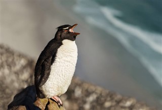 Falklandsøyene