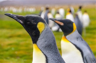 Falklandsöarna