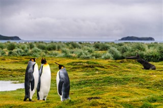 Falklandseyjar